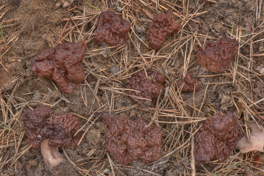 Строчок и сморчок обыкновенный