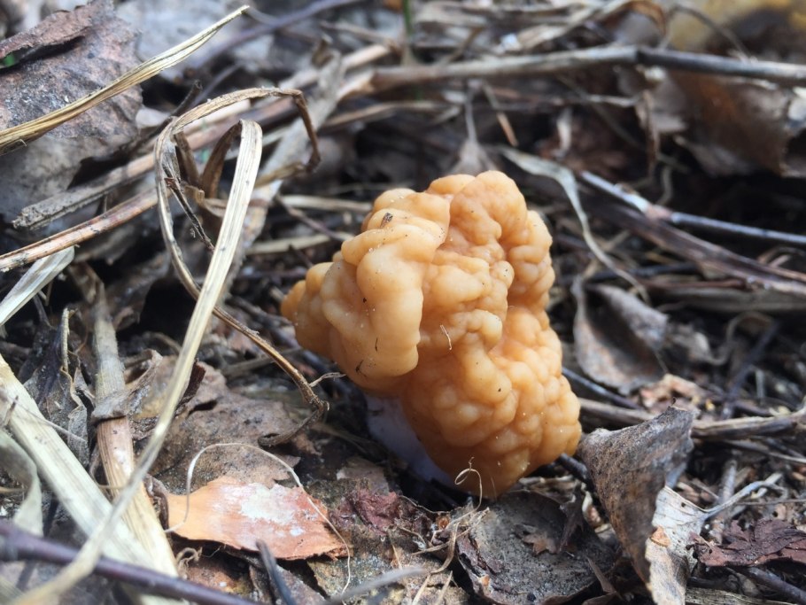 Сморчки гиромитрина