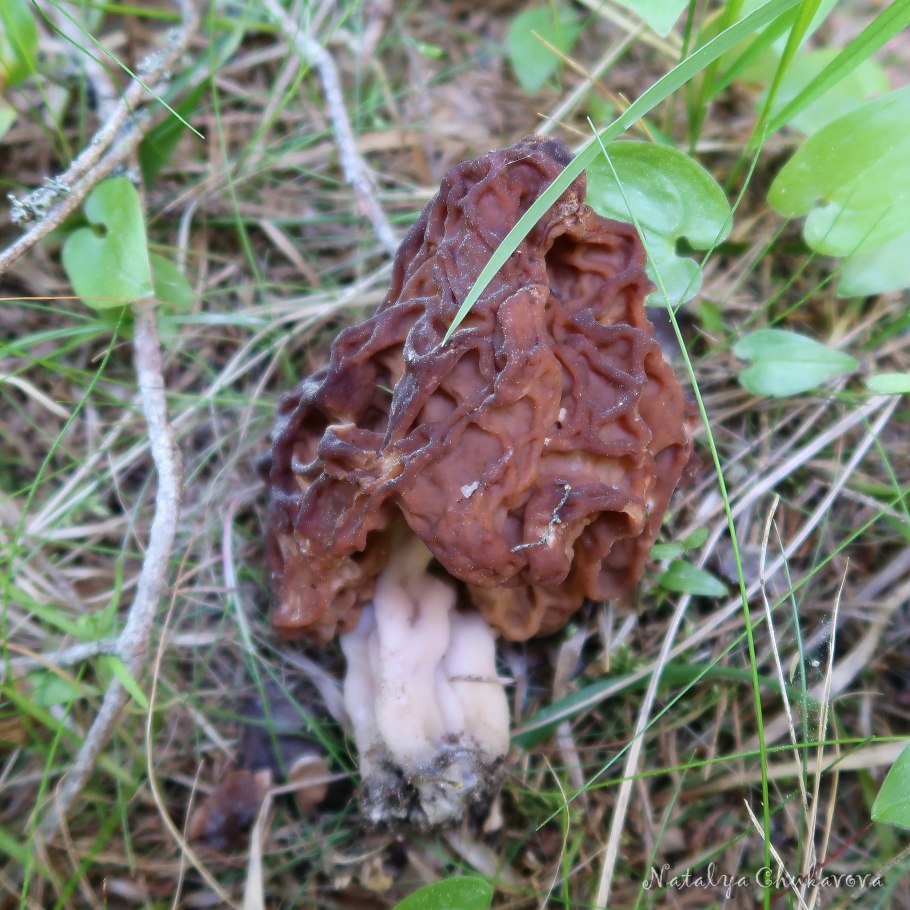 Строчок полевой