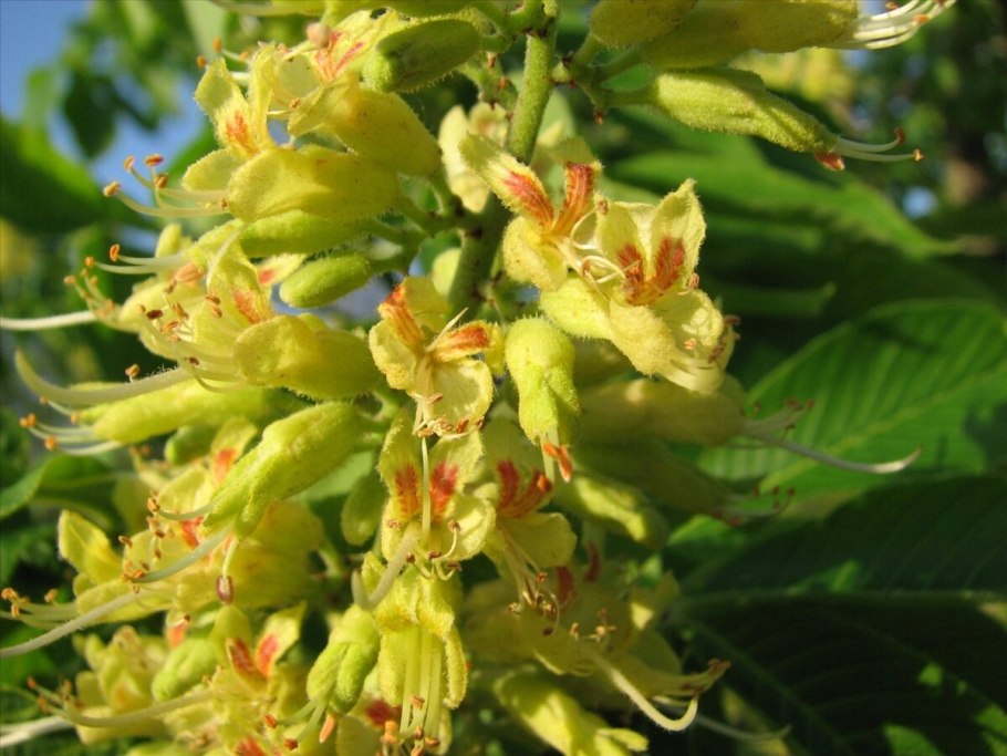 Aesculus Flava