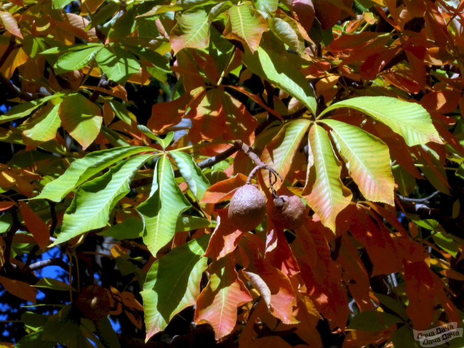 Листья каштана осенью