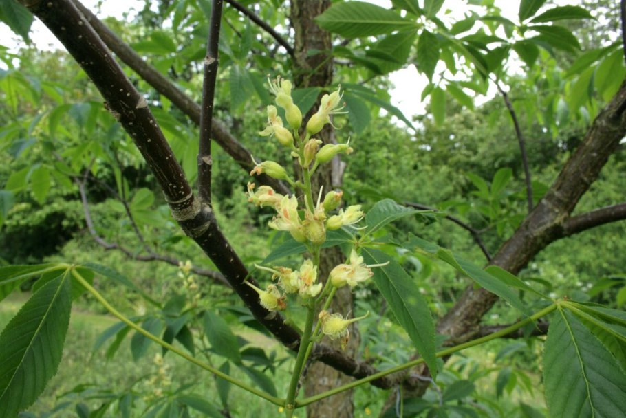 Конский каштан жёлтый