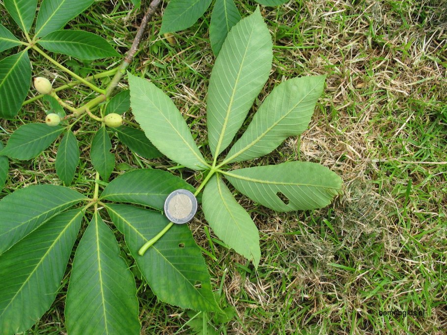 Aesculus Flava