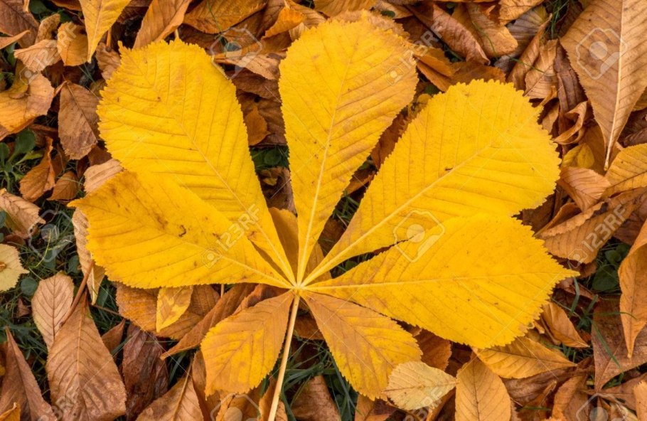 Поделки из ключик от каштана