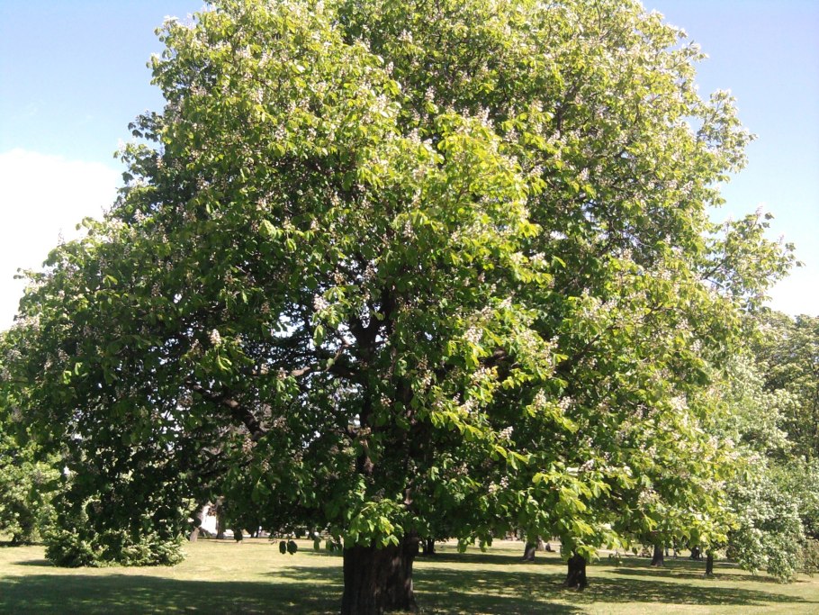 Aesculus Flava