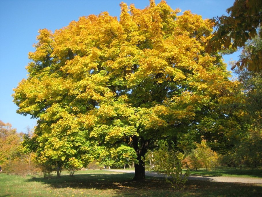 Каштан американский восьмитычинковый Aesculus Flava