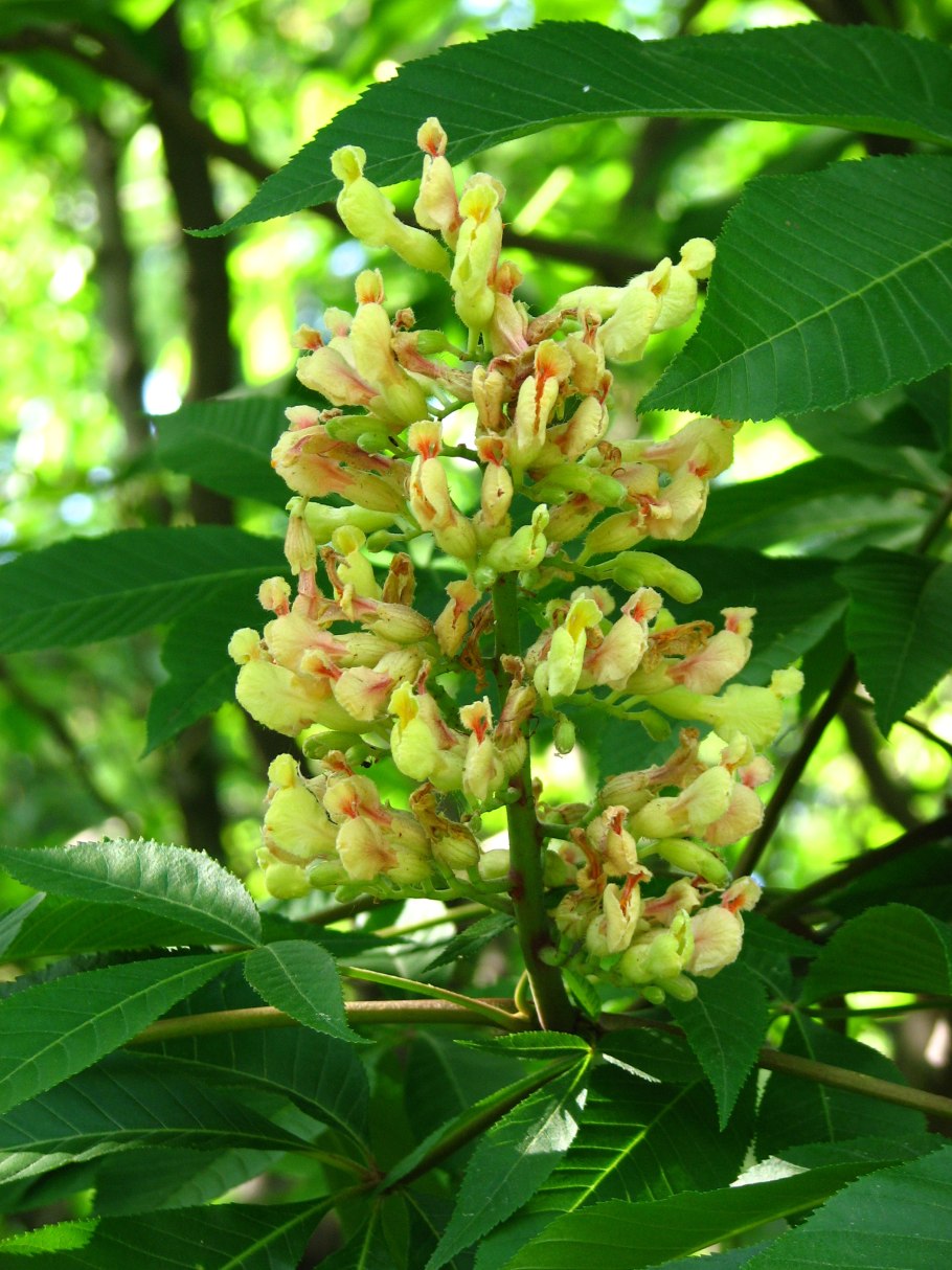 Каштан восьмитычинковый