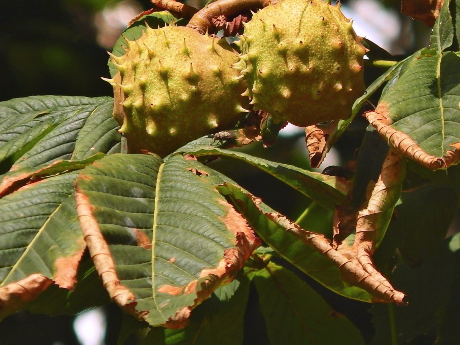 Каштан восьмитычинковый