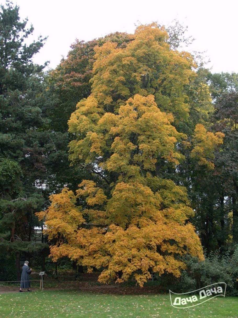 Лиственные каштан