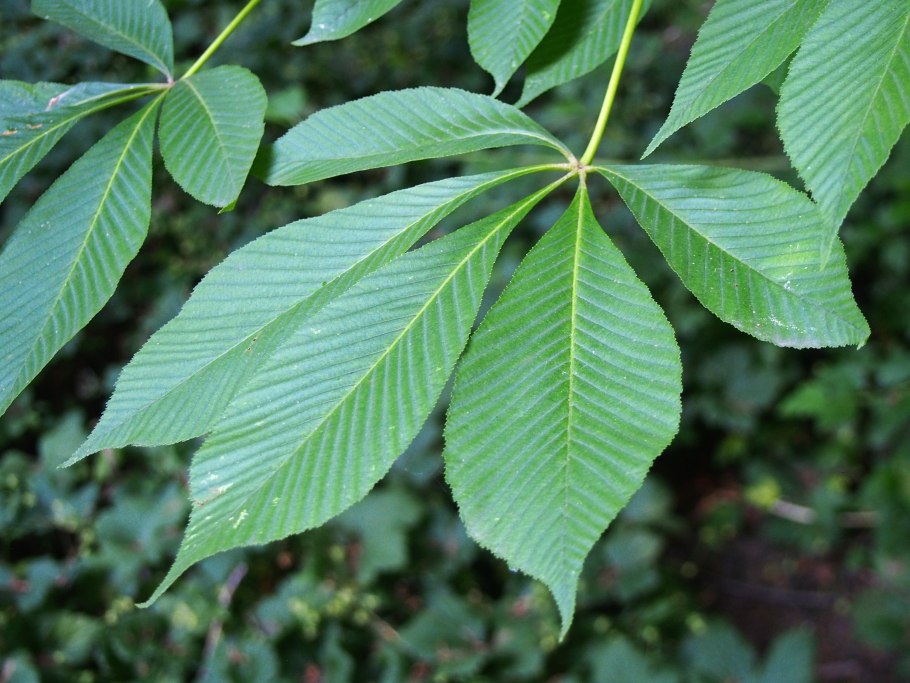 Конский каштан листья