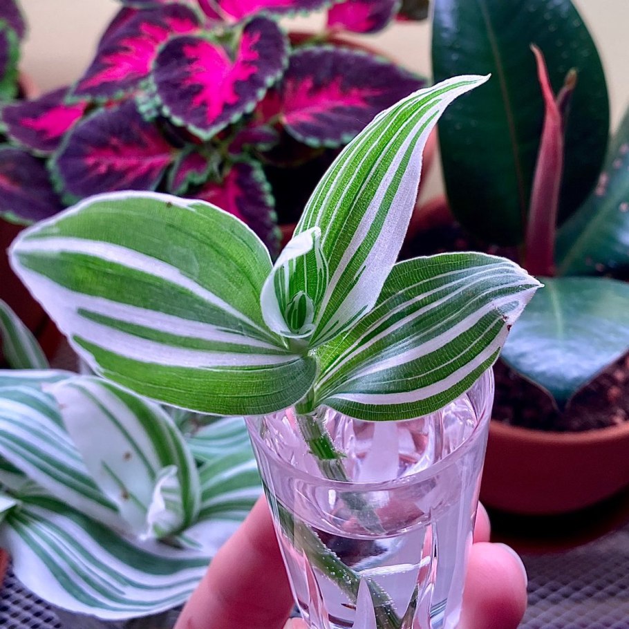 Традесканция на Нук