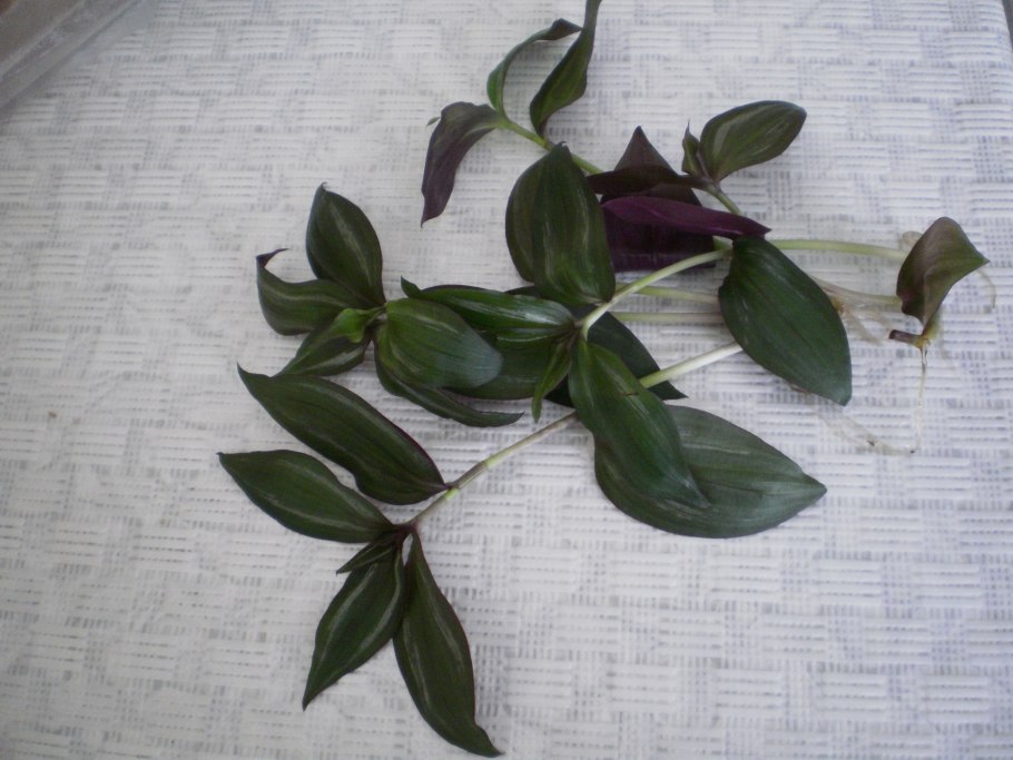 Традесканция зебрина размножение черенками