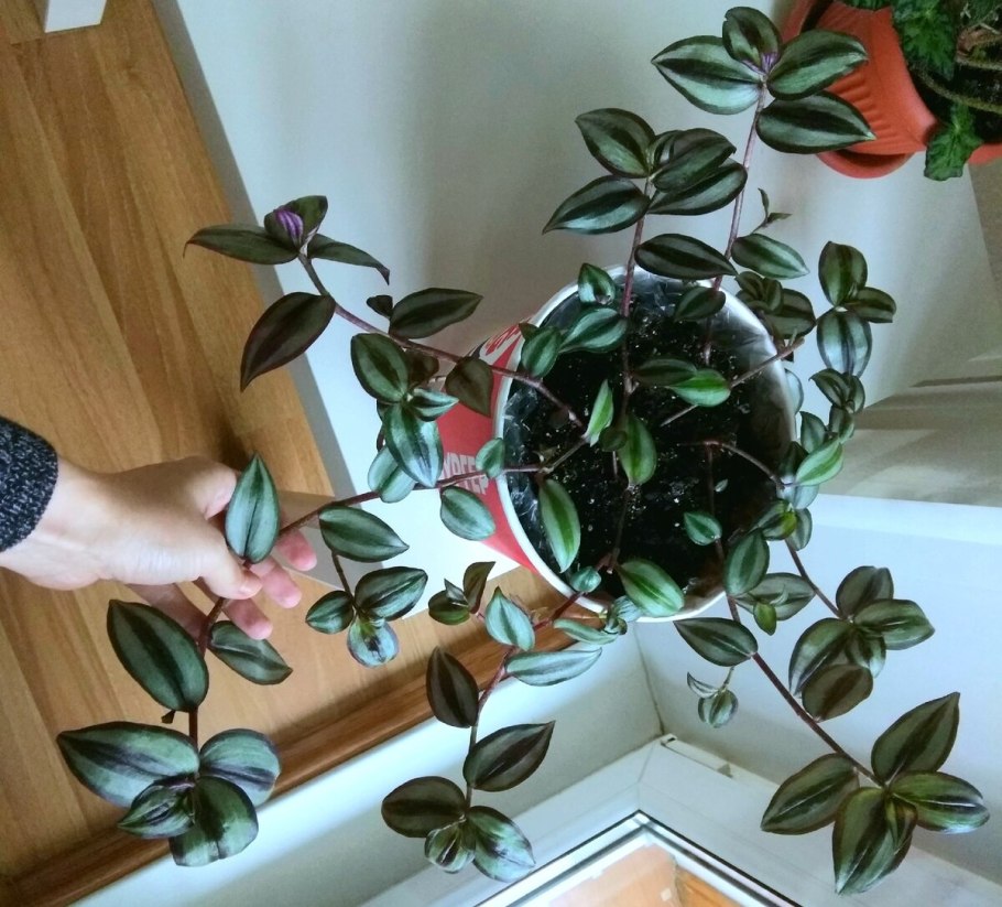 Черенков традесканции