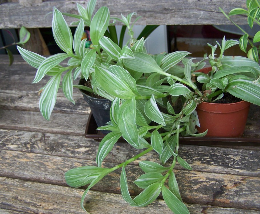 Стебель традесканции