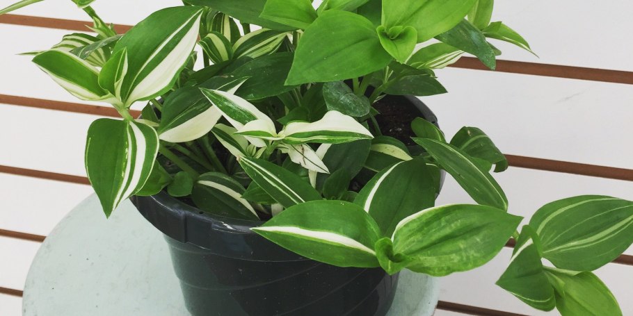 Традесканция Хойя