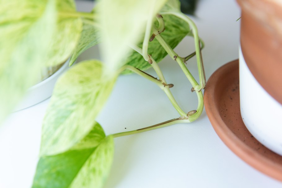 Как черенковать толстяку листком