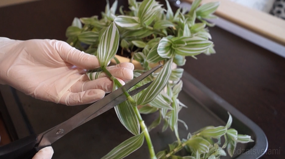 Побег традесканции