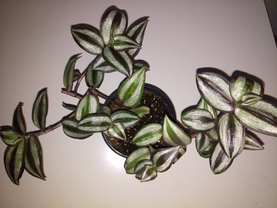 Традесканция Хойя