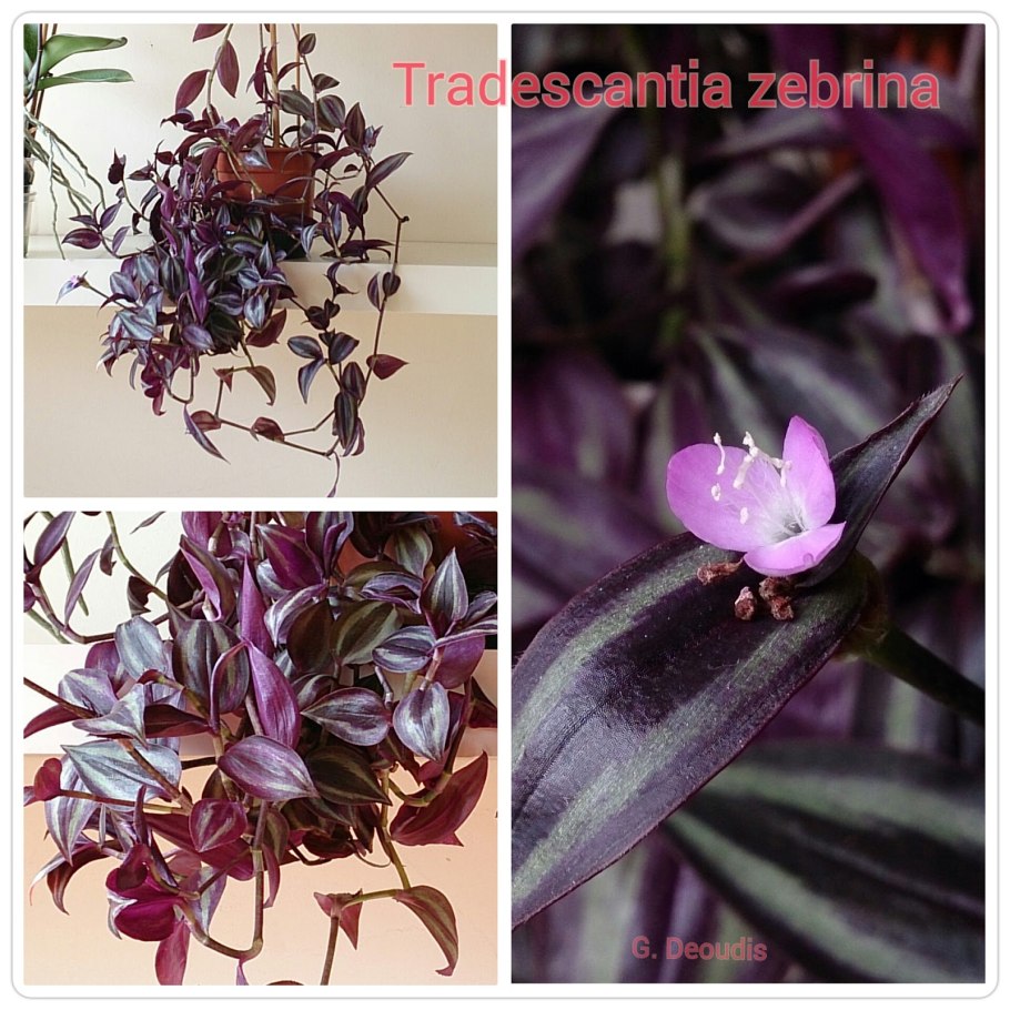 Черенкуем бересклет