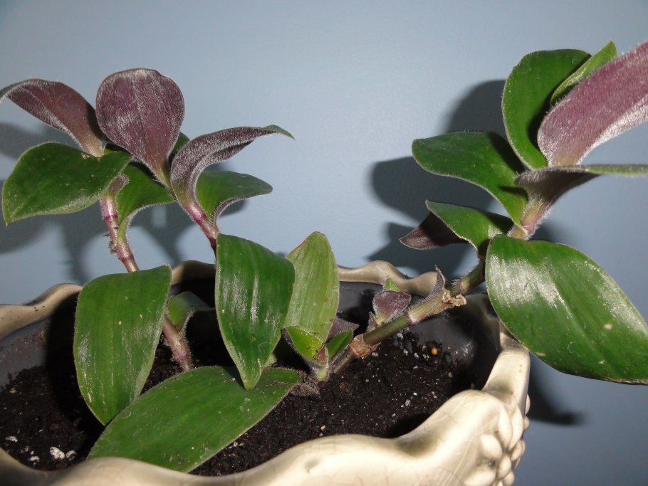 Традесканция восковницевидная