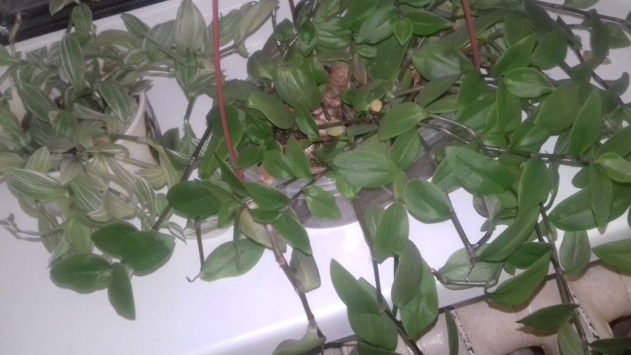 Укоренить традесканцию