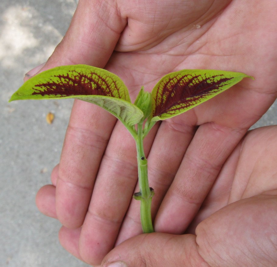 Укоренение колеуса