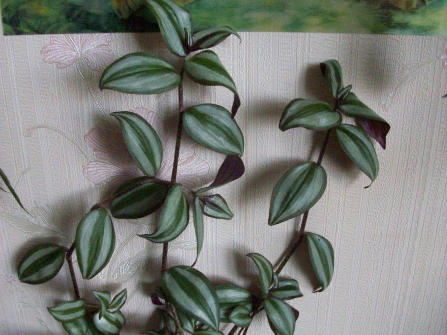 Традесканция Хойя