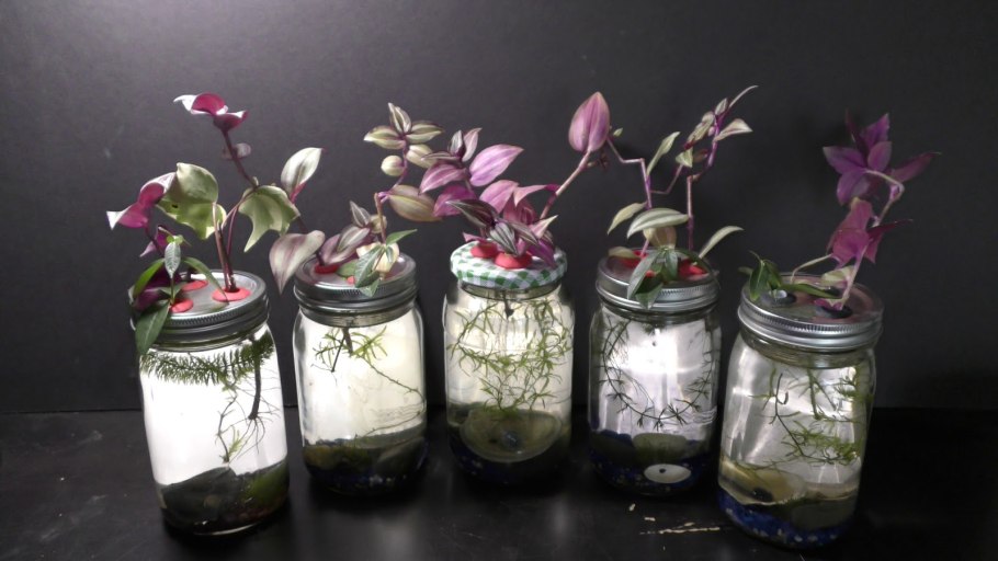 Традесканция Блоссфельда