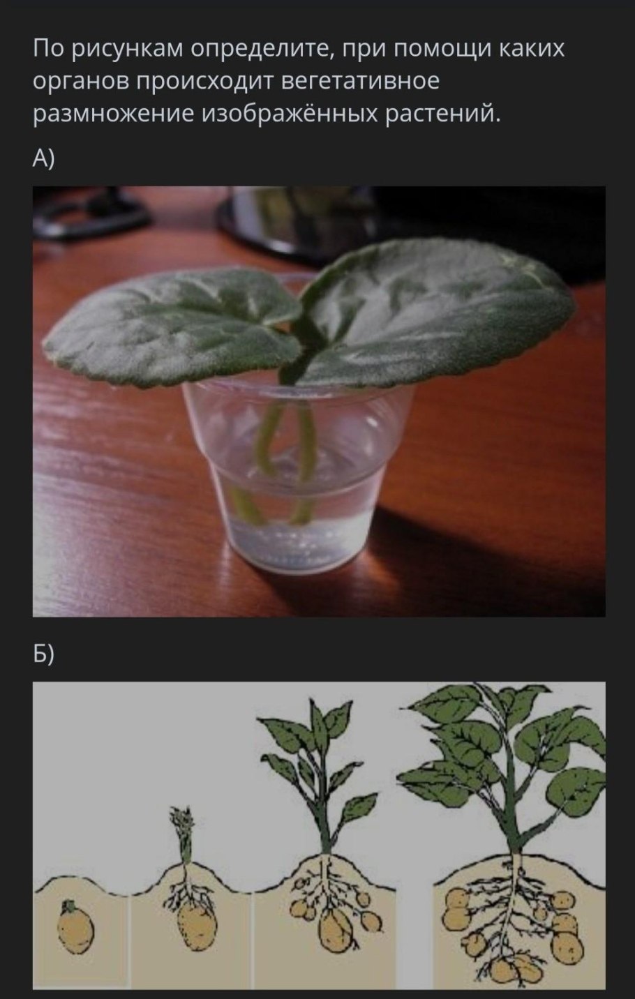 Вегетативное размножение