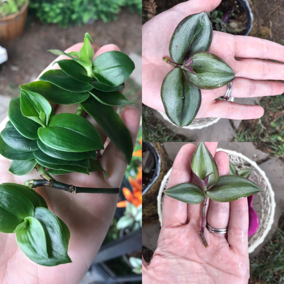 Паспорт комнатных растений традесканция