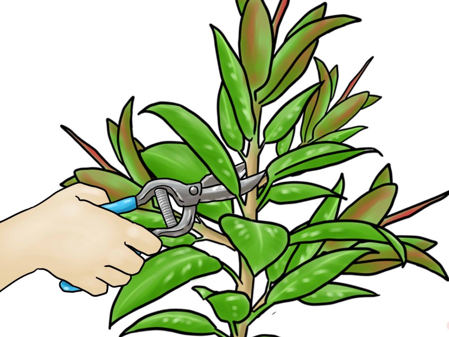 Суккулент традесканция