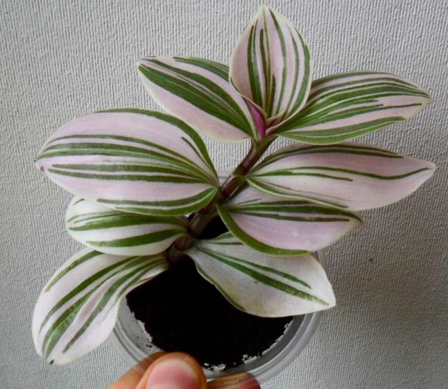 Бегония Элатиор черенок