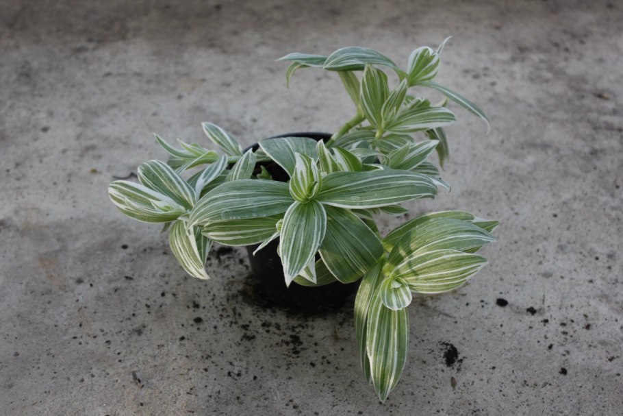 Традесканция Альба