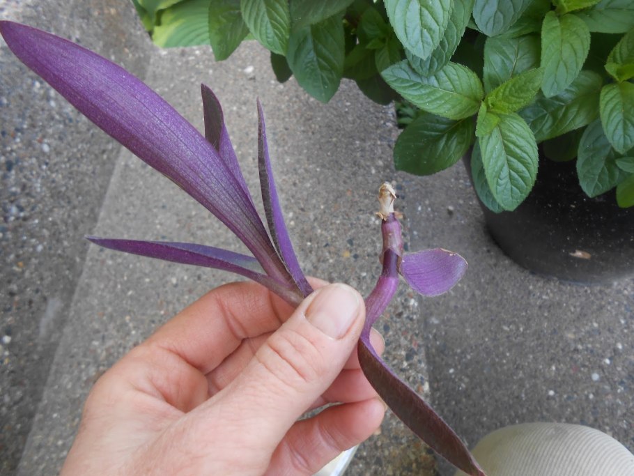 Сеткреазия пурпурная Setcreasea purpurea размножение