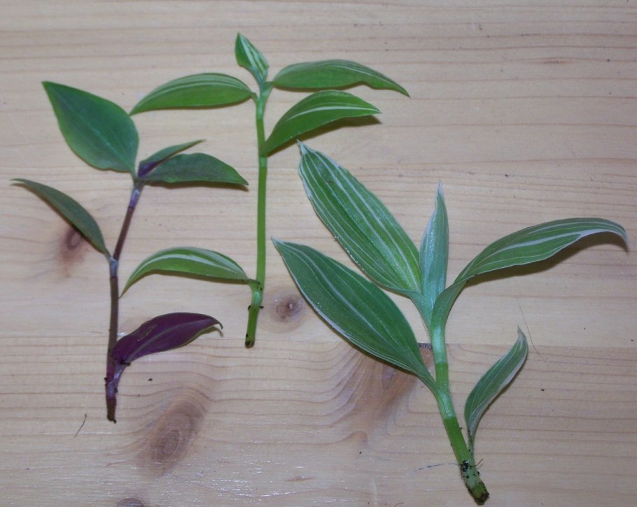 Черенок традесканции