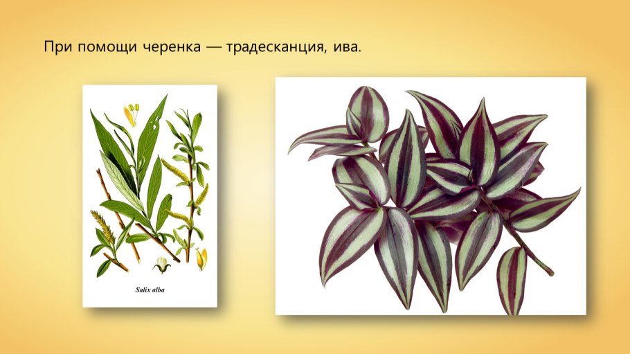 Побег растения традесканция