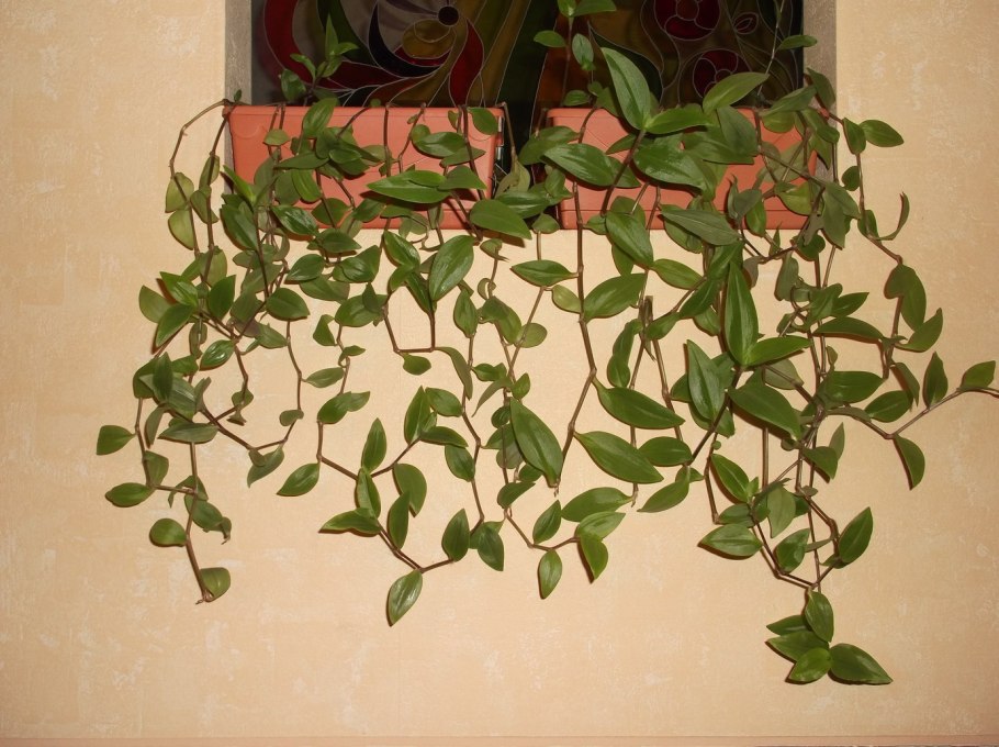 Фикус традесканция