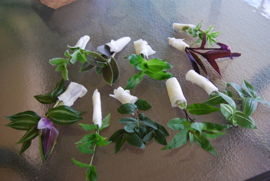 Традесканция размножение черенками