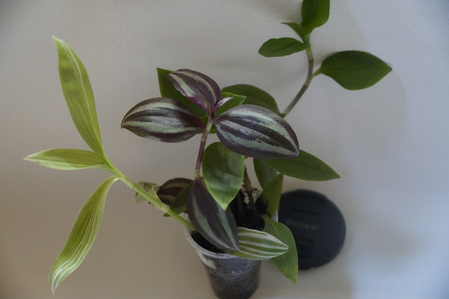 Традесканция вегетативная