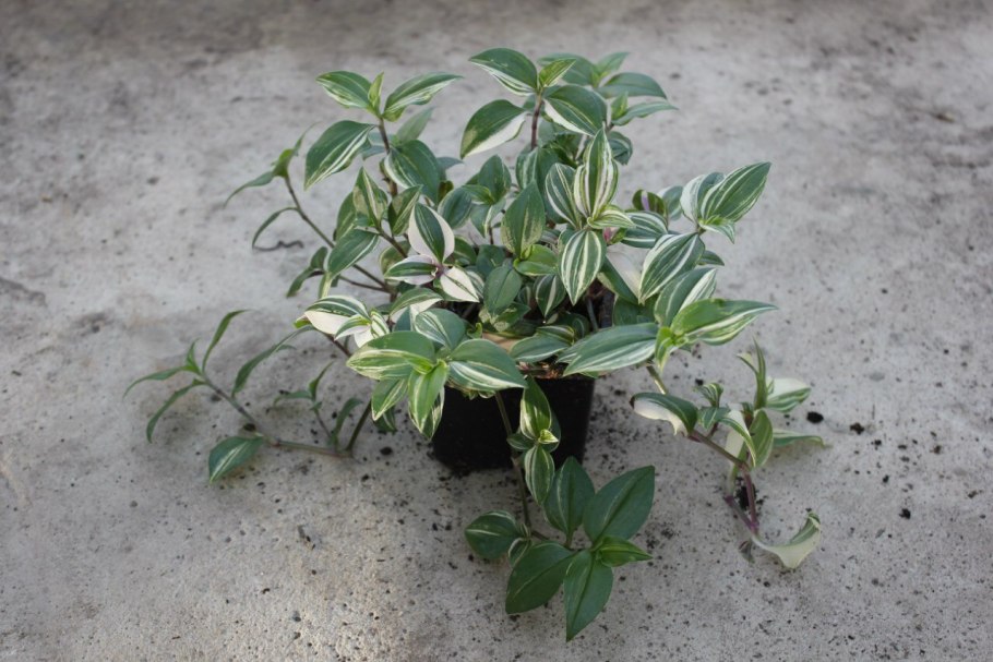 Побег традесканции