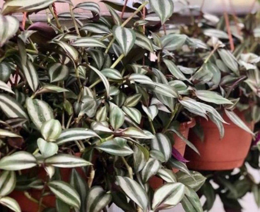 Традесканция Королевская