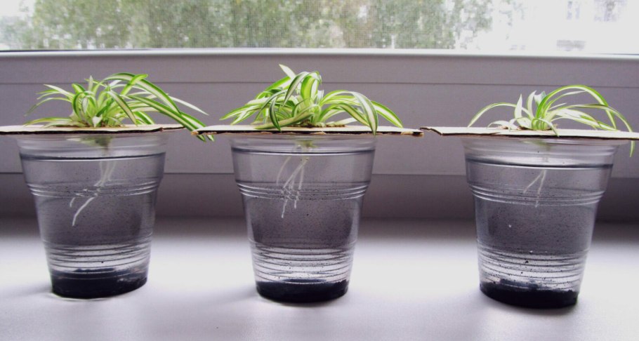 Хлорофитум черенок