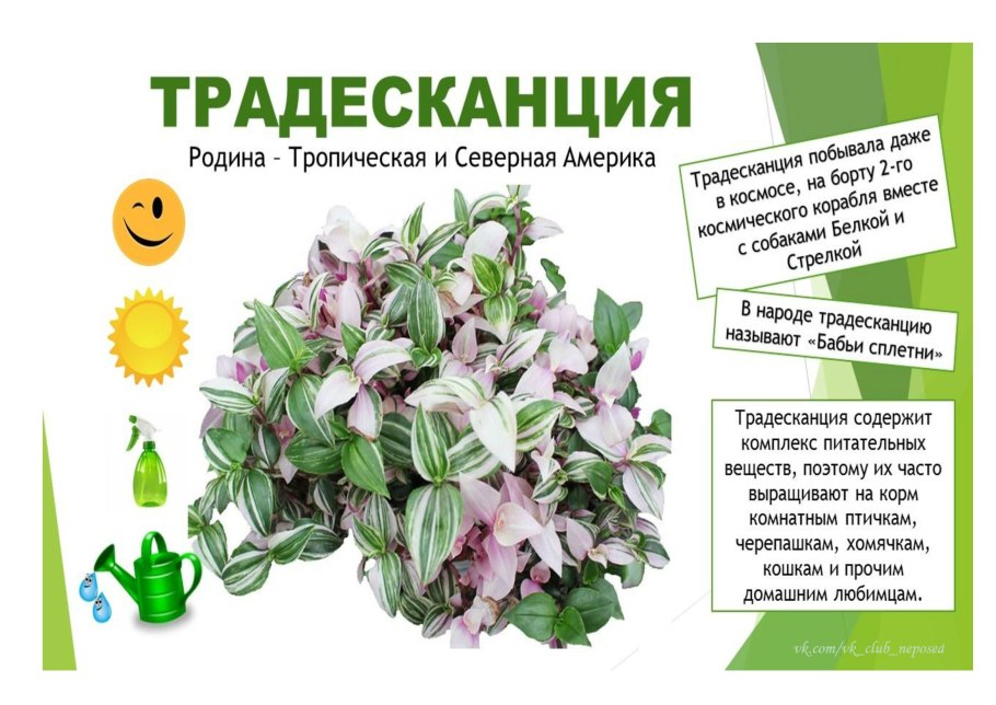 Традесканция зебрина Брукнер