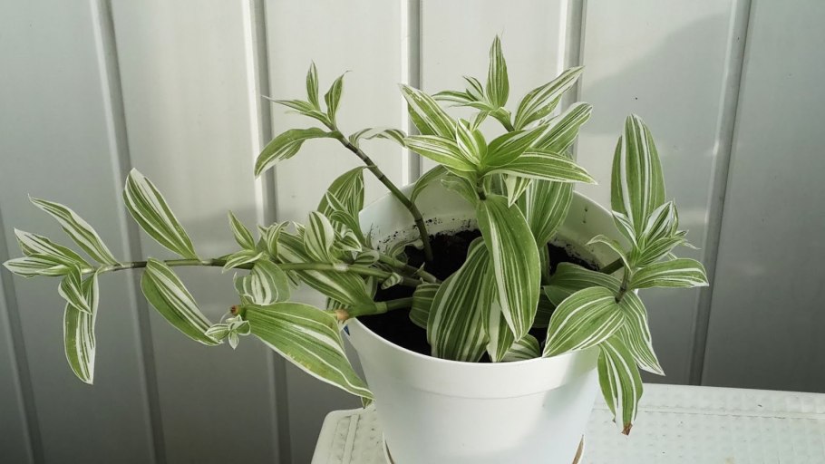 Традесканция удобрение для нее