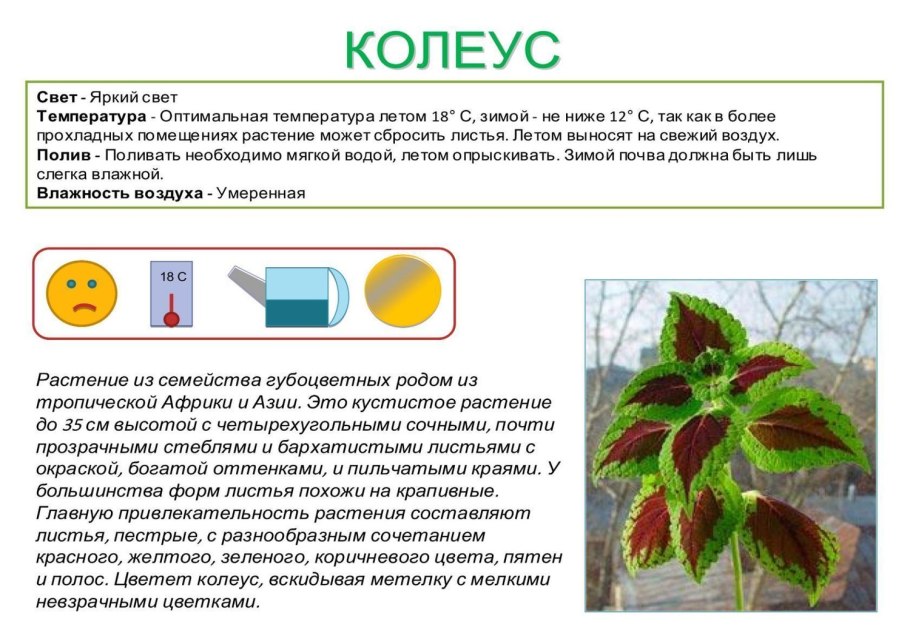 Способы вегетативного размножения растений