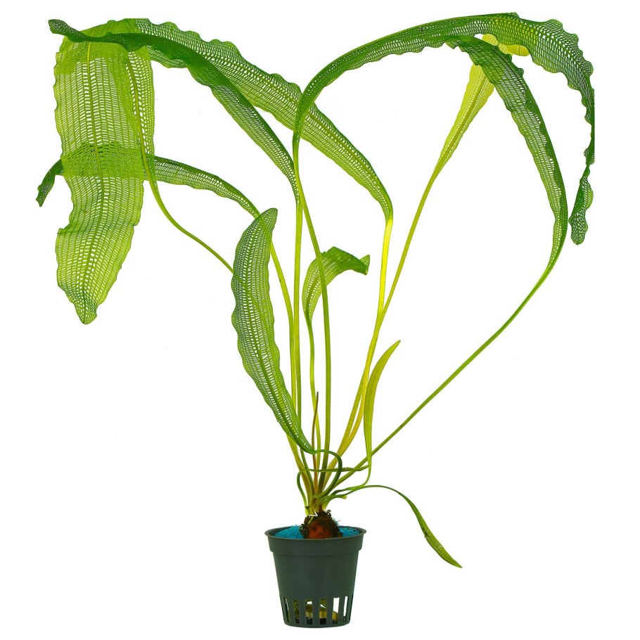 Potamogeton crispus