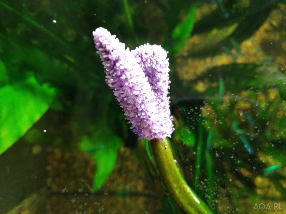Апоногетон боивинианус (Aponogeton boivinianus)