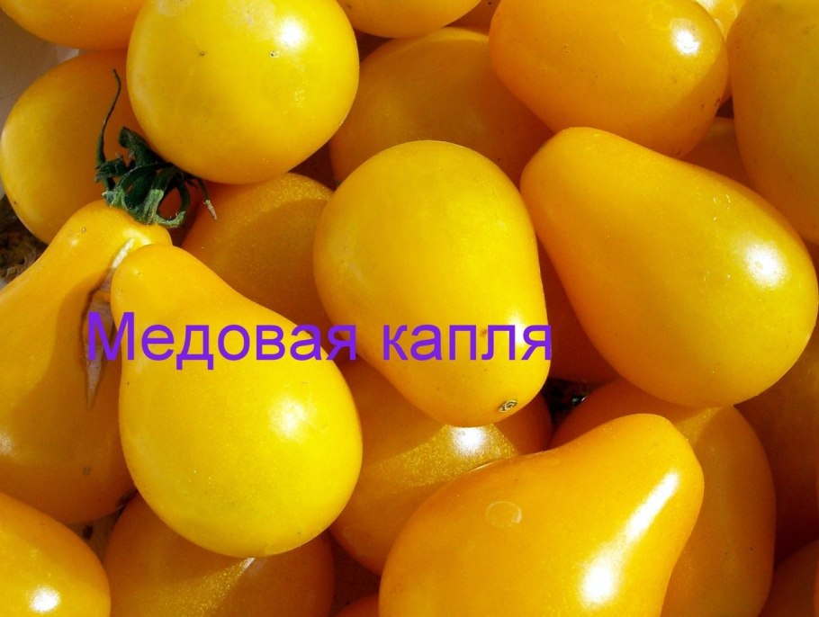 Томаты Беляева