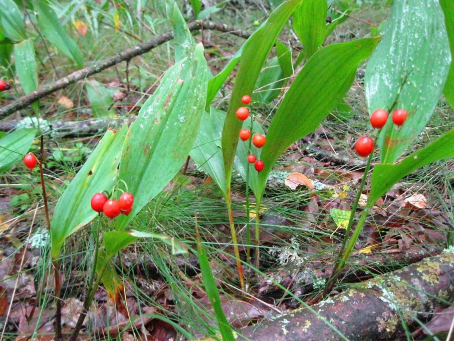 Convallaria Majalis