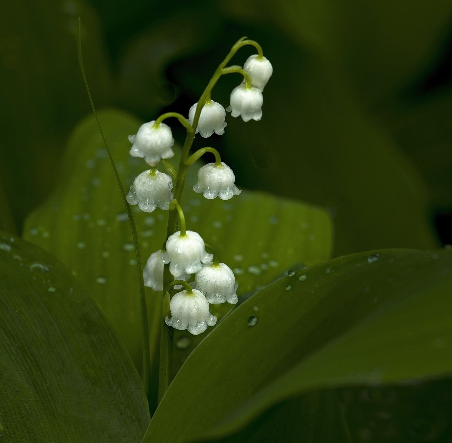 Ландыш Майский ягоды
